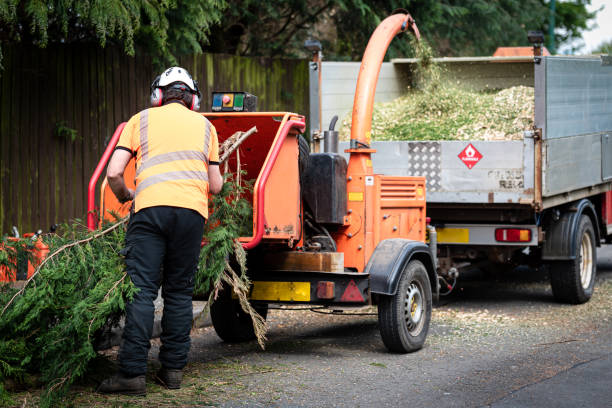 The Steps Involved in Our Tree Care Process in New Carrollton, MD